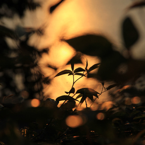 精品国产高清不卡毛片
